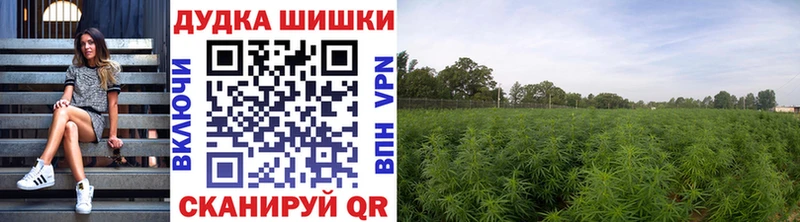 Бошки Шишки планчик Волчанск